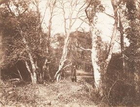 Cureuleo Meadow, 1853-56.