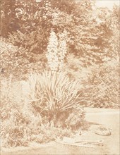 Yucca Gloriosa, 1853-56.