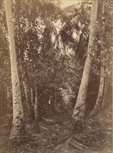 Tropical Scenery, Forest Near Turbo, 1871.