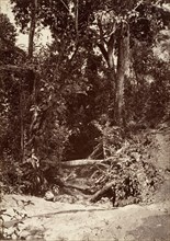 Tropical Scenery, The Brook El Bano, Chipigana, 1871.