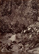 Tropical Scenery, Cascade, Limon River, 1871.