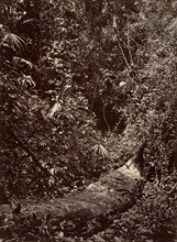 Tropical Scenery, Tropical Forest, 1871.