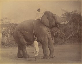 The Great Elephant Saluting, 1885-1900.