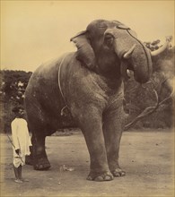 The Great Elephant, 1885-1900.