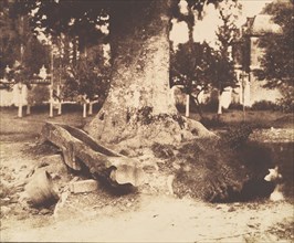[The Large Tree at La Verrerie, Romesnil], ca. 1852.