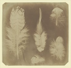 Chicken Feathers, ca. 1840.