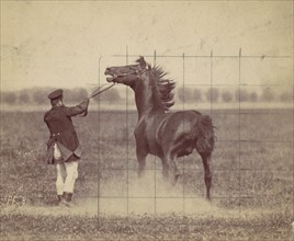 Horse, 1884.