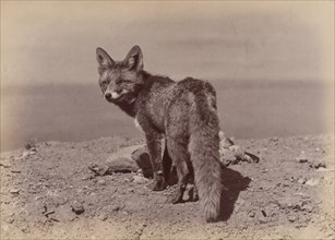 [Fox], 1886.