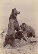 [Two Bears], 1889.