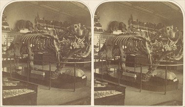 The Megatherium, British Museum, 1850s.