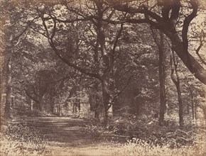 Wood-scene, Norton, Cheshire, 1856.