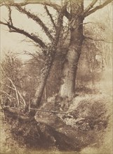 Trees, 1854-57.