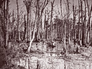 Swamp near Broadway Landing, Appomattox River, 1864. Formerly attributed to Mathew B. Brady.