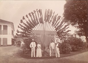 Traveller's Palm or Fan Palm, Singapore, 1860s-70s.