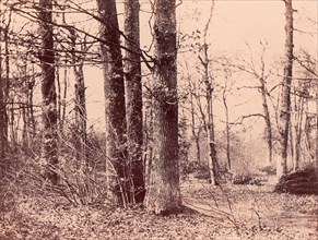 Sous-bois en automne, 1850-53.