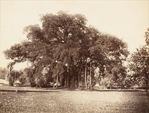 Banian Tree in Commissioner Grote's Garden, Alipoor, Calcutta, 1858-61.