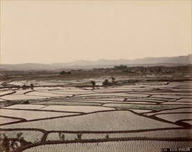 Rice Fields, 1870s-80s.