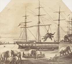 A Cargo of Seventy Elephants Landing from Burmah during the 1857 Mutiny, 1858-61.