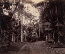 Palm Group, Bvitenzorg, Java, 1860s-70s.