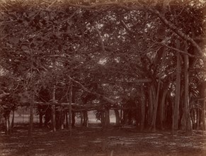 Interior View of Banyan Tree, Calcutta, 1860s-70s.