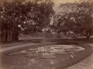 Victoria Regia at Botanical Garden, Udaipur, 1860s-70s.