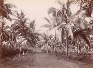 Chancery Lane, 1860s-70s. [Palm trees].