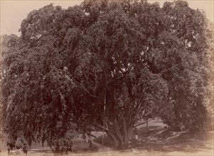 Waringin, (Banyan), 1860s-70s.