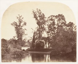 Casuarina Trees, Botanic Gardens, Calcutta, 1858-61.