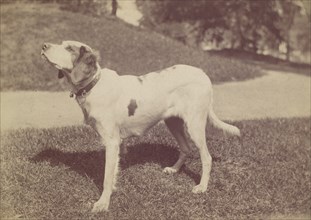 Dog, 1880s-90s.