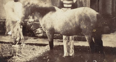 My Pegu Pony, 1858-61.