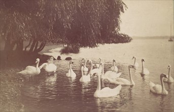 [Swans on the Water], 1880s-90s.