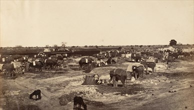 Hatti Kana-The Elephant Camp, 1858-61.
