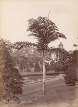 Wine Palm, Caryota Urens, 1860s-70s.