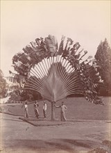 Fan Palm, Singapore, 1860s-70s.