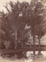 Sago Palms, 1860s-70s.
