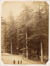 Deodars at Annandale, Simla, 1858-61.