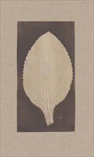 Leaf of the Foxglove, 1839.