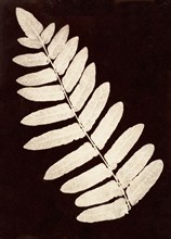 Botanical Specimen: Fern, 1855-60.