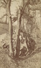 Tree Study, 1880s-90s.