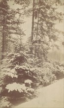 Pines in Snow, 1880s-90s.