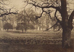 Windsor Park, Deer Feeding, 1850s.