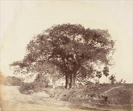 [Banian Tree], 1850s.