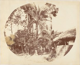 View in the Jungle, Bengal, 1850s.