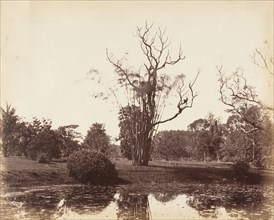 [Botanical Gardens, Calcutta], 1850s.