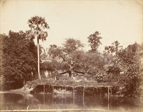View in the Jungle, Bengal, 1850s.