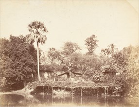 View of the Jungle, Bengal, 1850s.