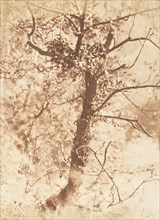Tree at Colinton, 1843-47.