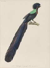 Bird-of-paradise, 1835. Creator: Lesson, René Primevère (1794-1849).