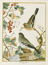 Fringuello (Finch). From Ornitologia dell'Europa Meridionale, 1772. Creator: Bernini, Clemente (active ca 1770).