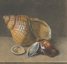 A Cowrie, and a Larger and Two Smaller Shells, late 17th-mid 18th century. Creator: Anon.